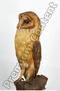 Barn owl - Tyto alba  0062